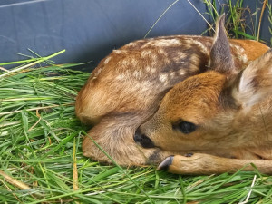 Loni se jim podařilo zachránit před sekačkou 420 srnčat, spolek z Plzeňska vyráží do terénu i letos