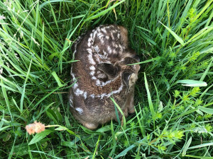 Loni se jim podařilo zachránit před sekačkou 420 srnčat, spolek z Plzeňska vyráží do terénu i letos