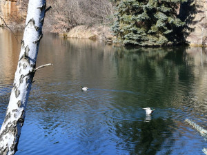 Kvalitu vody v oblíbeném jezírku zhoršují lidé, kteří krmí ptáky i nečistoty při přívalových deštích