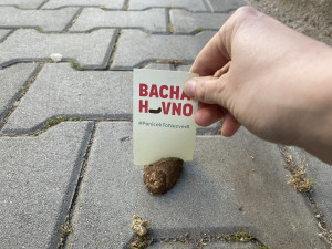 Proti psím exkrementům na chodnících bojuje originálním způsobem mladá žena. Zabodne do nich úderný vzkaz