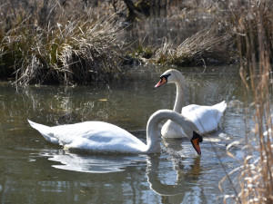 Chlapeček teď tvoří pár s Josefínou