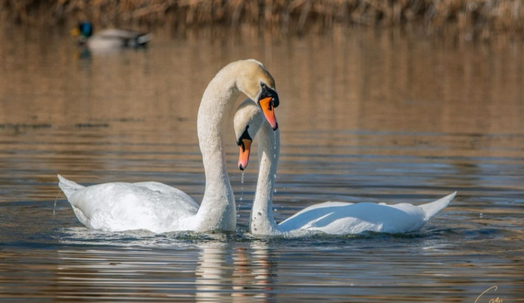 Chlapeček teď tvoří pár s Josefínou