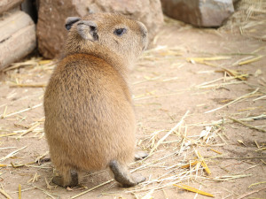 V zoo přišly na svět dvě rozkošné kapybary. V dospělosti mohou tito skvělí plavci vážit až 80 kg