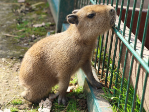 V zoo přišly na svět dvě rozkošné kapybary. V dospělosti mohou tito skvělí plavci vážit až 80 kg