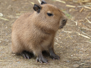 V zoo přišly na svět dvě rozkošné kapybary. V dospělosti mohou tito skvělí plavci vážit až 80 kg