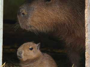 V zoo přišly na svět dvě rozkošné kapybary. V dospělosti mohou tito skvělí plavci vážit až 80 kg