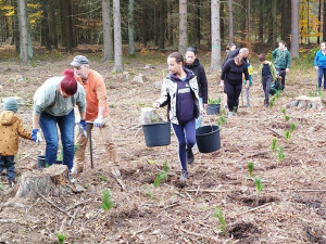 Na Den pro les připravili organizátoři 3 500 sazenic stromů. Zájemci je mohou přijít vysadit
