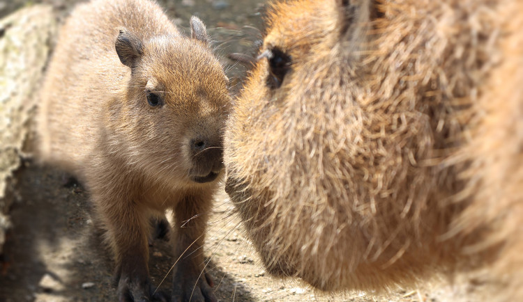 V zoo přišly na svět dvě rozkošné kapybary. V dospělosti mohou tito skvělí plavci vážit až 80 kg