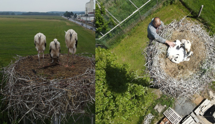 Po smrti je bohužel čáp na snímku zcela vlevo. Foto je z roku 2022, kdy byl ještě mládě