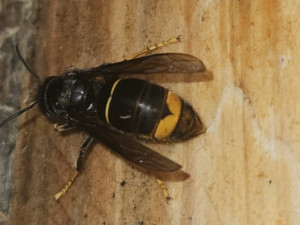 Ochranáři pečlivě sledují nebezpečnou sršeň asijskou, veřejnost nabádají, aby výskyt nepůvodního hmyzu nahlašovala