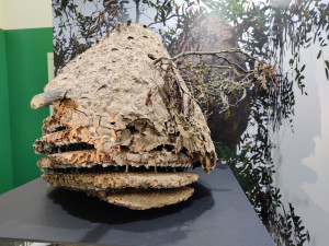 Hnízdo sršně asijské bylo k vidění i v muzeu.