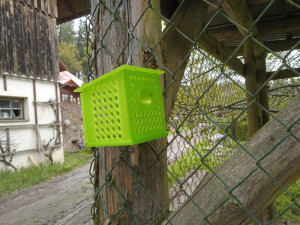 Odborníci výskyt nepůvodního hmyzu sledují za pomoci speciálních pastí.