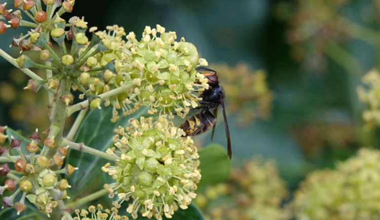 Ochranáři pečlivě sledují nebezpečnou sršeň asijskou, veřejnost nabádají, aby výskyt nepůvodního hmyzu nahlašovala