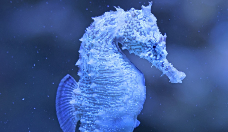 Mořští koníci se po čtvrt století opět vrátili do plzeňské zoo, chovatelé věří, že se jim je podaří rozmnožit