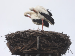 Osiřelého mláděte se ujal náhradní čapí pár, dnes mladý samec k radosti ochranářů sám hnízdní