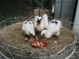 Osiřelého mláděte se ujal náhradní čapí pár, dnes mladý samec k radosti ochranářů sám hnízdní