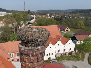 Osiřelého mláděte se ujal náhradní čapí pár, dnes mladý samec k radosti ochranářů sám hnízdní