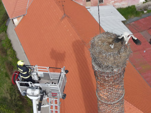 Osiřelého mláděte se ujal náhradní čapí pár, dnes mladý samec k radosti ochranářů sám hnízdní