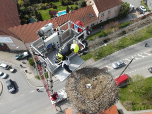 Osiřelého mláděte se ujal náhradní čapí pár, dnes mladý samec k radosti ochranářů sám hnízdní