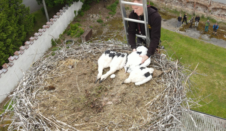 Osiřelého mláděte se ujal náhradní čapí pár, dnes mladý samec sám hnízdní
