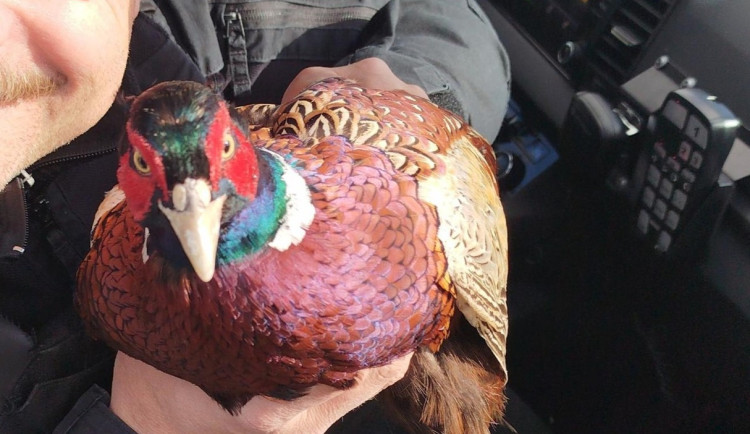 Liščí mládě, zraněný havran i ježek. Strážníci vyjížděli za poslední týden k šestnácti zraněným zvířatům