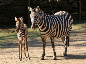 Hříbě vzácné zebry bezhřívé skotačí ve výběhu plzeňské zoo, jde o nejvzácnější poddruh zebry stepní