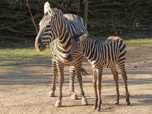 Hříbě vzácné zebry bezhřívé skotačí ve výběhu plzeňské zoo, jde o nejvzácnější poddruh zebry stepní