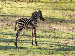 Hříbě vzácné zebry bezhřívé skotačí ve výběhu plzeňské zoo, jde o nejvzácnější poddruh zebry stepní