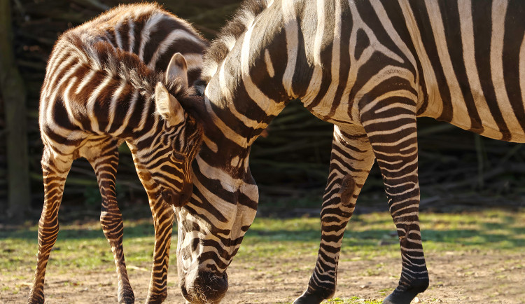 Hříbě vzácné zebry bezhřívé skotačí ve výběhu plzeňské zoo, jde o nejvzácnější poddruh zebry stepní