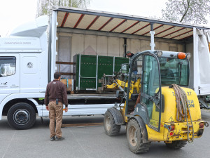 Tři sestry odjely do belgické zoo. Mladé lvice se tam zapojí do dalšího chovu
