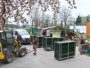 Tři sestry odjely do belgické zoo. Mladé lvice se tam zapojí do dalšího chovu