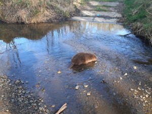 Bobr po vypuštění do přírody, foto: MP Domažlice