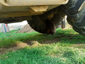Bobrovi se zalíbilo pod bagrem, foto: MP Domažlice