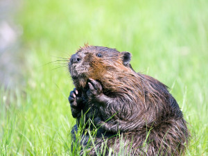 V posledních zhruba 20 letech se postupně rozšiřuje po celém regionu. Foto: Pixabay.com