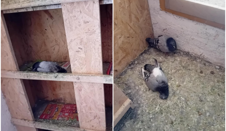 Týrání a usmrcování zvířat v holubníku na půdě radnice. Město odmítá, že by se tam něco takového dělo