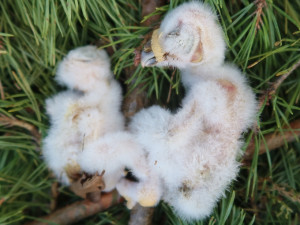 Tato dvě mláďata bohužel pád hnízda nepřežila