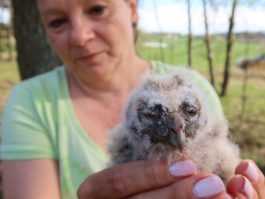 Vítr shodil z borovice v lese prořídlém těžbou hnízdo s trojicí mláďat kalouse ušatého. Dvě z nich nepřežila