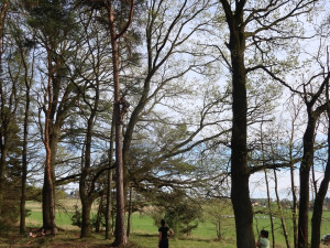 Osazení hnízda na strom