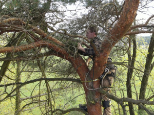 Osazení hnízda na strom