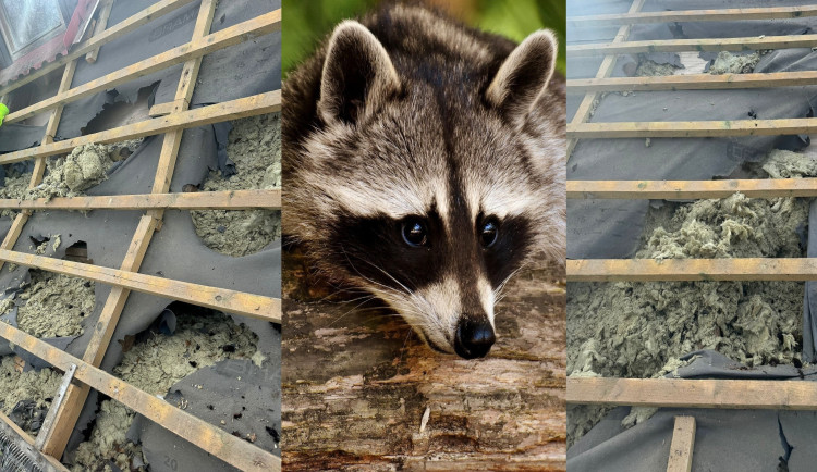 Mýval severní totálně zdemoloval střechu rodinného domu. Majitelce vznikla škoda přes 100 000 korun