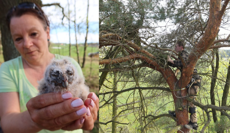 Díky pozorné ženě se podařilo zachránit alespoň jedno mládě a instalace nového hnízda na borovici