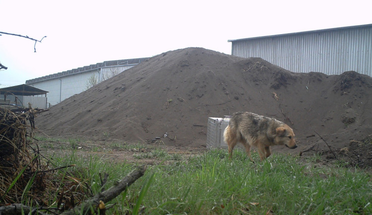 Toulavá fenka z Rumunska se vrátí zpět k majiteli. Její odchyt trval déle než měsíc
