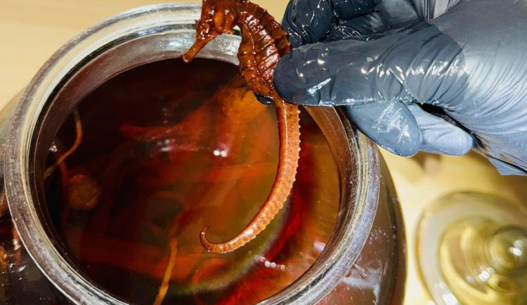 Celníci objevili v prodejně potravin chráněné mořské koníky naložené v lihu