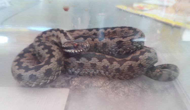 Zmije se v obchodě schovávala přes čtyři hodiny, s odchytem pomohla prodavačka