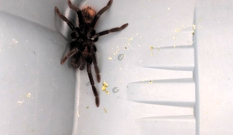 Studentky na koleji vyděsil obří, chlupatý pavouk. Sklípkana převezli strážníci do zoo