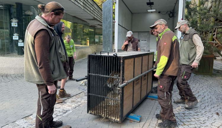 Liberecká zoo poskytla dočasné útočiště státem zabavenému tygru ussurijskému