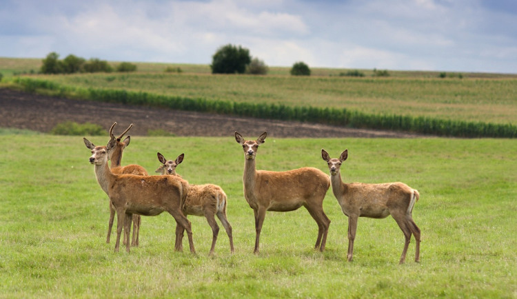 Dálnici D3 zablokovalo stádo srnek, policie ho naháněla přes tři hodiny