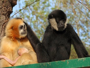 Zoo věří, že prolomí smůlu s odchovem gibbona bělolícího, předchozí mládě uhynulo