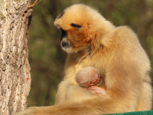 Zoo věří, že prolomí smůlu s odchovem gibona bělolícího, předchozí mládě uhynulo
