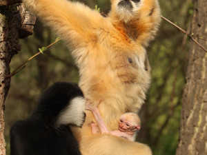 Zoo věří, že prolomí smůlu s odchovem gibbona bělolícího, předchozí mládě uhynulo